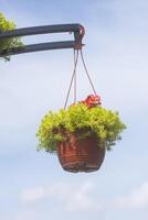 Potted flowers hanging outdoors. Outside decor. photo