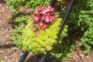 Potted flowers hanging outdoors. Outside decor. photo