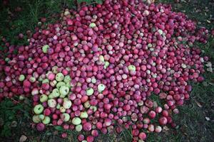 Red apples in summer garden photo