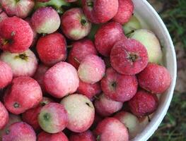 Fresh ripe apples in the garden. photo