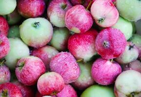 Fresh ripe apples in the garden. photo