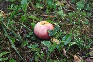 Fresh ripe apples in the garden. photo