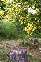 manzana cosecha en árbol en un soleado verano día. foto