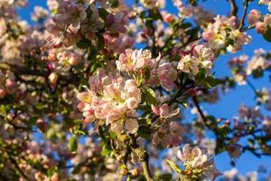 floreciente manzana árbol a primavera en el campo. foto