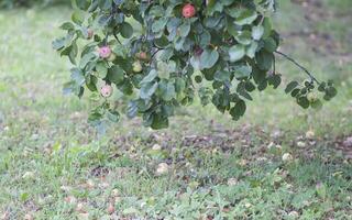 rojo maduro manzanas en árbol rama foto