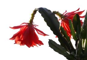 Cactus red flower photo