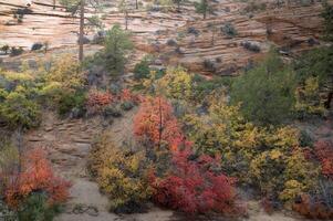 Zion Fall Colors photo