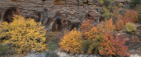 Zion Fall Colors photo