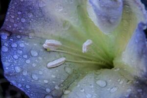 Sión sagrado datura foto