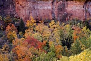 Fall in Zion photo