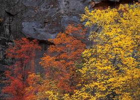 Zion Autumn Colors photo