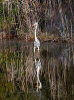 Great Blue Heron photo