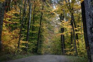 colores de otoño de vermont foto