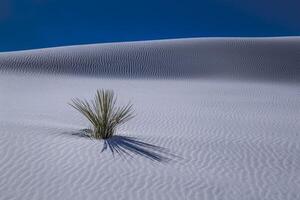 White Sands National Monument photo