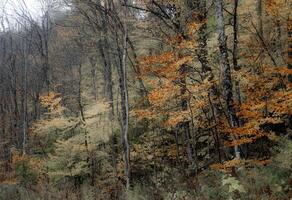 Vermont Fall Colors photo