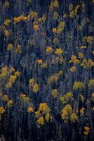 álamos en otoño foto