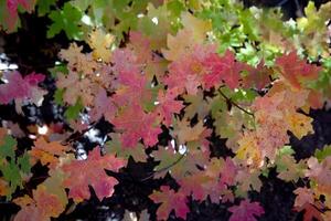 otoño en Utah campo foto