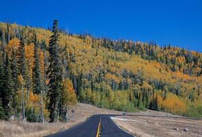 Aspens In Fall photo