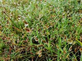 the gleam of dewdrops on the grass field in the morning photo