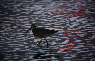 Sandpiper California Coast Abstract photo