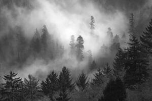 Oregon Foggy Forest photo