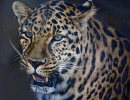 Leopard Up Close photo