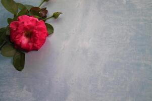 Top view of red rose on flat blue textured surface space for text photo