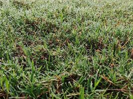 the gleam of dewdrops on the grass field in the morning photo