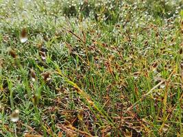 the gleam of dewdrops on the grass field in the morning photo