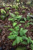 Ferns And Moss photo