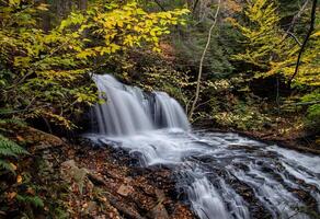 parque estatal ricketts glen foto