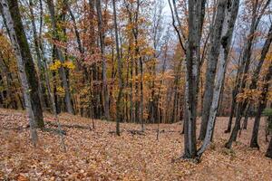 Autumn From Blue Ridge Parkway photo