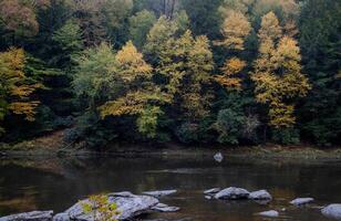 Cook Forest State Park photo