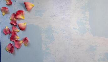 Top view of Rose petals on lay flat multi-colored background photo