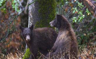 MOTHER BEAR WATCHES OVER CUB photo