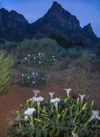 Zion's Sacred Datura photo