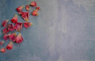 Top view of rose petals on multi-colored rough, textured surface with space for text photo