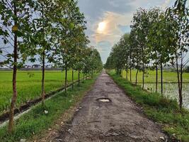 vacío la carretera en medio de arboles en contra cielo foto