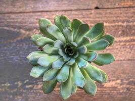 Top view of green cactus on natural wood surface photo