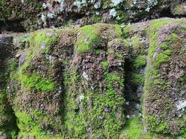 Valle de ladrillo muro, musgo pega a el superficie de sin yeso ladrillo pared foto