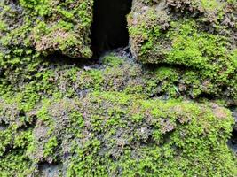 valley of brick wall, moss sticking to the surface of unplastered brick wall photo