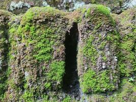 valley of brick wall, moss sticking to the surface of unplastered brick wall photo