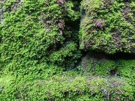 valley of brick wall, moss sticking to the surface of unplastered brick wall photo