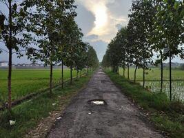 vacío la carretera en medio de arboles en contra cielo foto