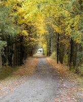 Fall In Rural New York photo