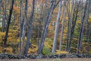 New Hampshire Fall Colors photo