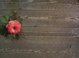 Top view of red rose on natural wood surface space for text photo