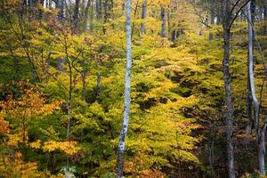 New Hampshire Fall Colors photo