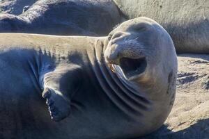 elefante focas California foto