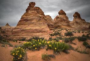 sur coyote Buttes foto